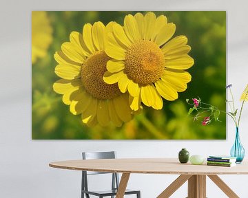 Yellow chamomile flower (dyer's chamomile) by Violetta Honkisz