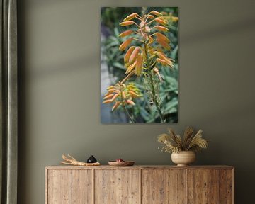 Blooming Aloe Vera Flowers