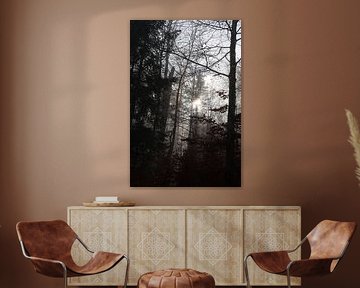 La forêt en novembre sur Seli