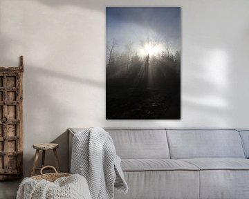 Photo de forêt avec soleil sur Seli