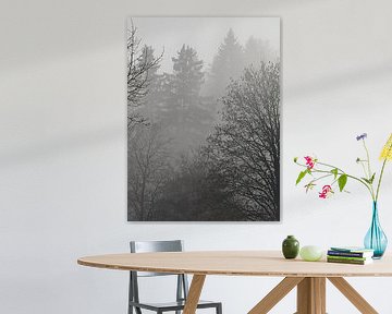 Arbres dans le brouillard sur Seli