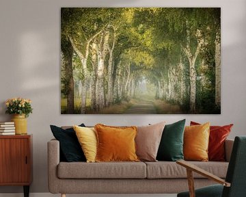 Laan van Berken in Zacht Ochtendlicht van KB Design & Photography (Karen Brouwer)