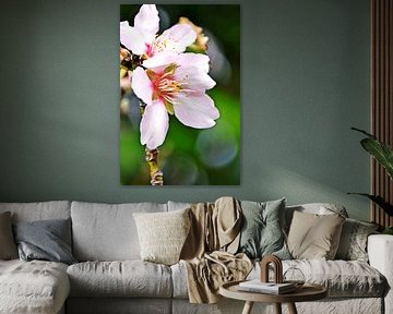 Nahaufnahme mit schönen Mandelblüten von Werner Lehmann