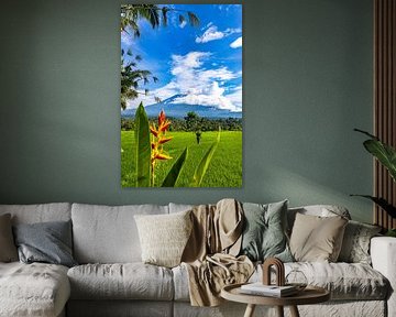 De rijstvelden en de Agung vulkaan in de zon van Danny Bastiaanse