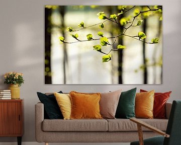 Détail d'un hêtre en train de bourgeonner sur André Blom Fotografie Utrecht