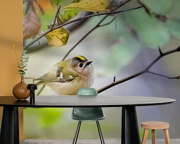 Goudhaan Regulus regulus