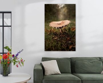 Pilz im Herbstmorgen Verfall und Form von Femke Ketelaar