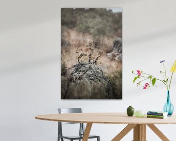 Steinböcke auf Felsen Feste Aussicht in der Wildnis von Femke Ketelaar