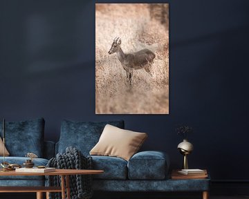 Steinbock in weichem Licht Eleganz in trockenem Gras von Femke Ketelaar