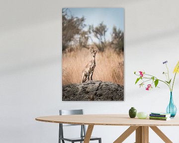 Capricorne au point de vue Attentif à la lumière sur Femke Ketelaar