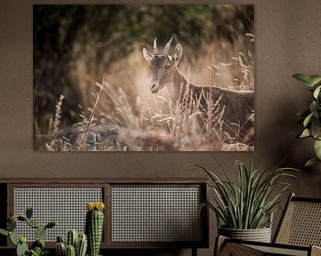 Capricorne dans la lumière d'été Silence dans l'herbe dorée sur Femke Ketelaar