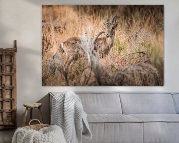 Steinböcke in trockener Landschaft Verbundener Blick in die Sträucher von Femke Ketelaar