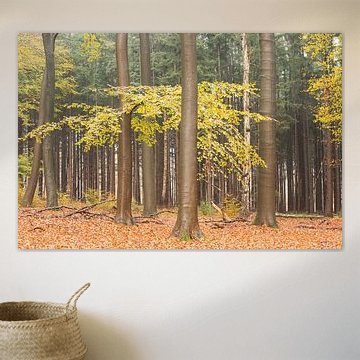 Autumn forest on the Utrecht Hill Ridge