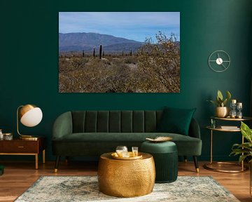 Through the realm of Andean cacti