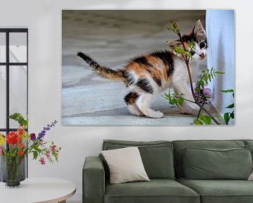 CAT 5 van Miroslav Ptacek