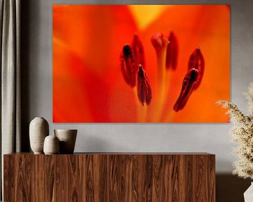 TULPE 2 van Miroslav Ptacek