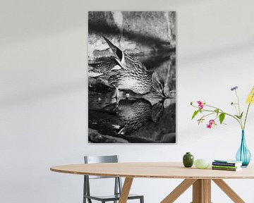 Nature ducks by sam van Spall