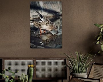 Nature duckling by sam van Spall