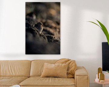 Strandpieper van Pics by TL