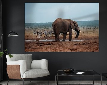 Safari in Zuid-Afrika