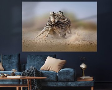 Étalons de zèbres en lutte