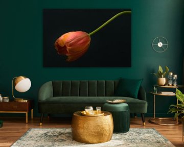 Red bowed down tulip in soft light from above