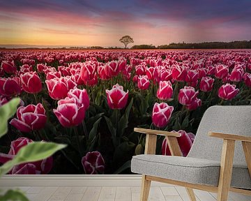 Tulpenveld bij Zonsondergang