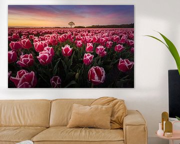 Champ de tulipes au coucher du soleil sur KB Design & Photography (Karen Brouwer)