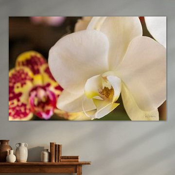 In the Presence of Blossoms