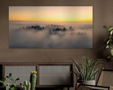 Bauminseln im Nebelmeer von Judith Kuhn