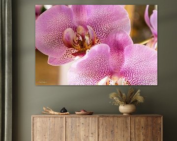 A Symphony of Petals and Light