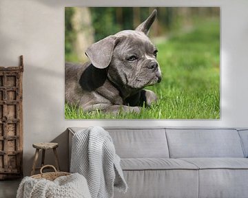 French Bulldog by Matthias Brix