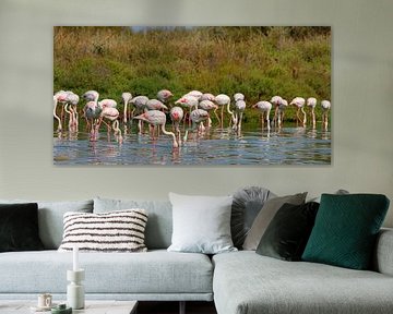 Pink flamingos (Phoenicopterus roseus)