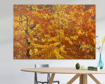 Goldenes , buntes Herbstlaub an einem Baum, Bremen, Deutschland