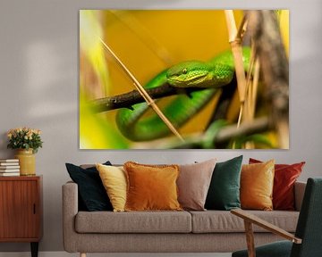 Green bamboo viper