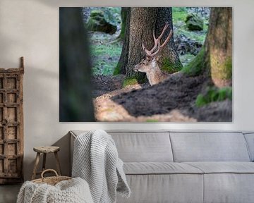 A deer in the forest