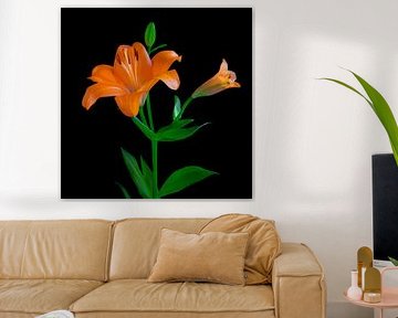 orange lily