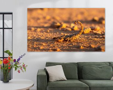 Schorpioen op de grond met opgeheven staart van Markus Gann