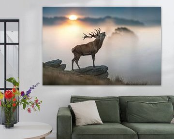 Edelhertbrulend op rotsachtig landschap bij zonsopgang van Markus Gann