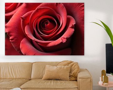 Close-up van een rode rozenbloesem van Markus Gann