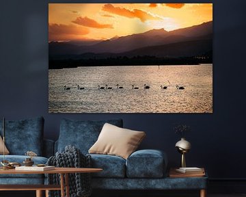 Flamingo's op Mallorca