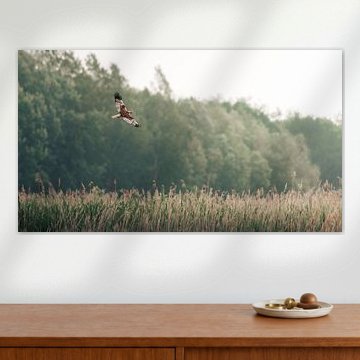 Busard cendré au-dessus des roseaux.