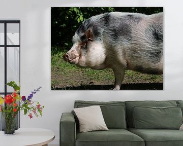 Minnesota-Minischwein von Matthias Brix