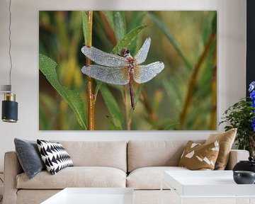 Gevlekte slangenhalsvogel van Matthias Brix