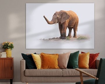 Portrait of an African elephant against white background by Chris Stenger