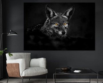 Porträt eines Schakals mit durchdringenden Augen von Chris Stenger