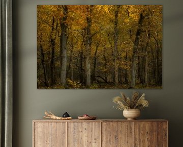 Goldene Flüsterwälder