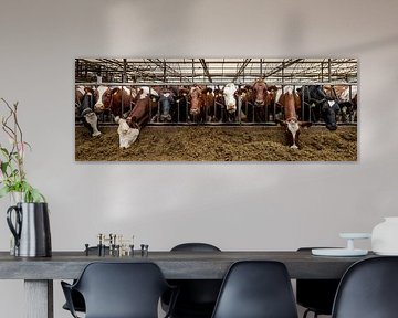 Curious Cows at the Feed Gate