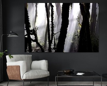 NEBELWALD 3 von Miroslav Ptacek