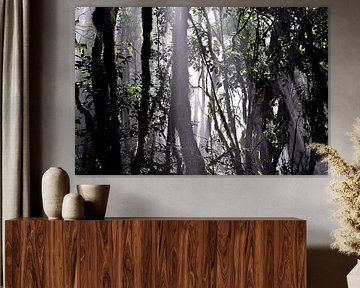 NEBELWALD 4 by Miroslav Ptacek